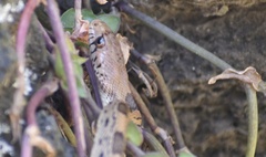 Pituophis deppei