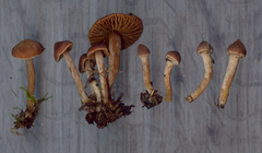 Cortinarius scoticus