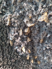 Tumicla sagenaria