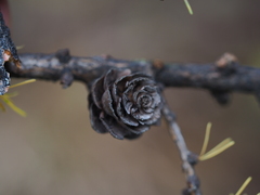 Larix sibirica