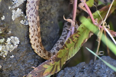 Pituophis deppei
