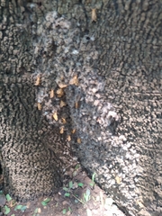 Tumicla sagenaria