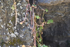 Pituophis deppei