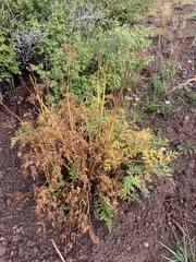 Lomatium dissectum
