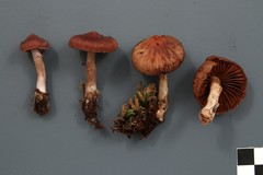 Cortinarius tortuosus