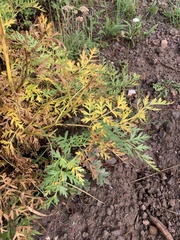 Lomatium dissectum