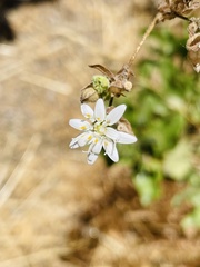 Moscharia pinnatifida