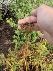 Lomatium dissectum