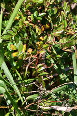 Rosa maximowicziana