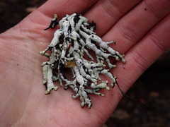 Hypogymnia enteromorpha