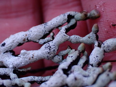 Hypogymnia enteromorpha