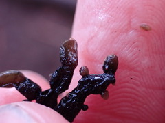 Hypogymnia enteromorpha