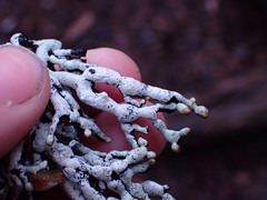 Hypogymnia enteromorpha