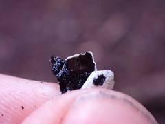 Hypogymnia enteromorpha