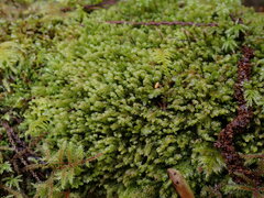 Plagiochila porelloides