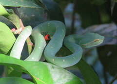 Tropidolaemus subannulatus
