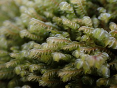 Plagiochila porelloides