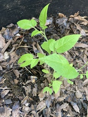 Solanum lycopersicum