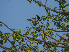 Melaenornis edolioides