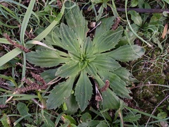Plantago serraria