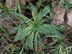 Plantago serraria