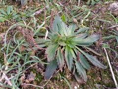 Plantago serraria