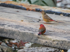 Lagonosticta senegala