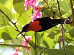 Chalcomitra senegalensis