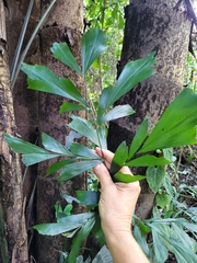 Caryota mitis