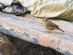 Lagonosticta senegala