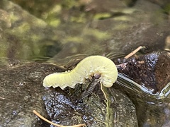 Cimbicidae