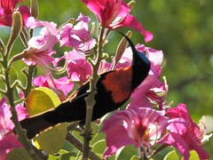 Chalcomitra senegalensis