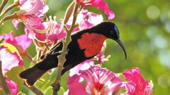 Chalcomitra senegalensis