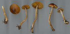 Cortinarius tenuifulvescens