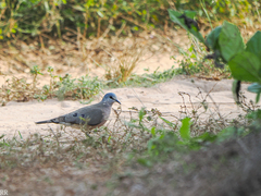 Turtur abyssinicus