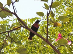 Chalcomitra senegalensis