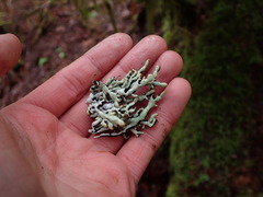 Hypogymnia enteromorpha