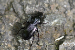 Pterostichus madidus