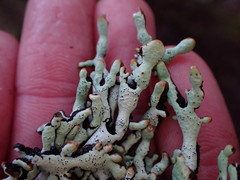 Hypogymnia enteromorpha