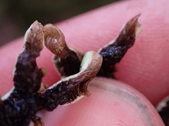 Hypogymnia enteromorpha