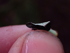 Hypogymnia enteromorpha