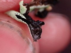 Hypogymnia enteromorpha