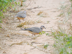Streptopelia vinacea