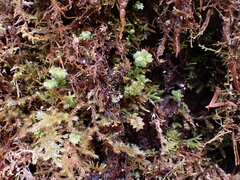 Plagiomnium venustum