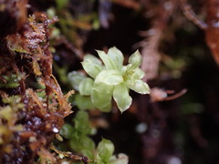 Plagiomnium venustum