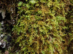 Claopodium crispifolium