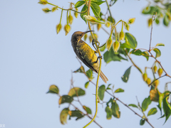 Chalcomitra senegalensis