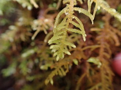 Claopodium crispifolium