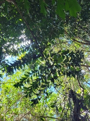 Caryota mitis
