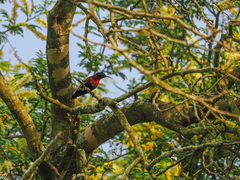 Chalcomitra senegalensis